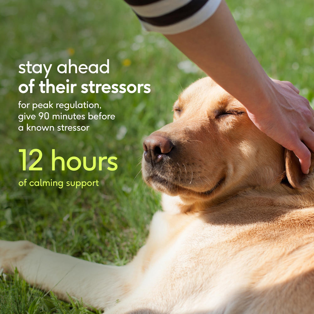 Nighttime use supports relaxed evenings and better sleep for dogs.