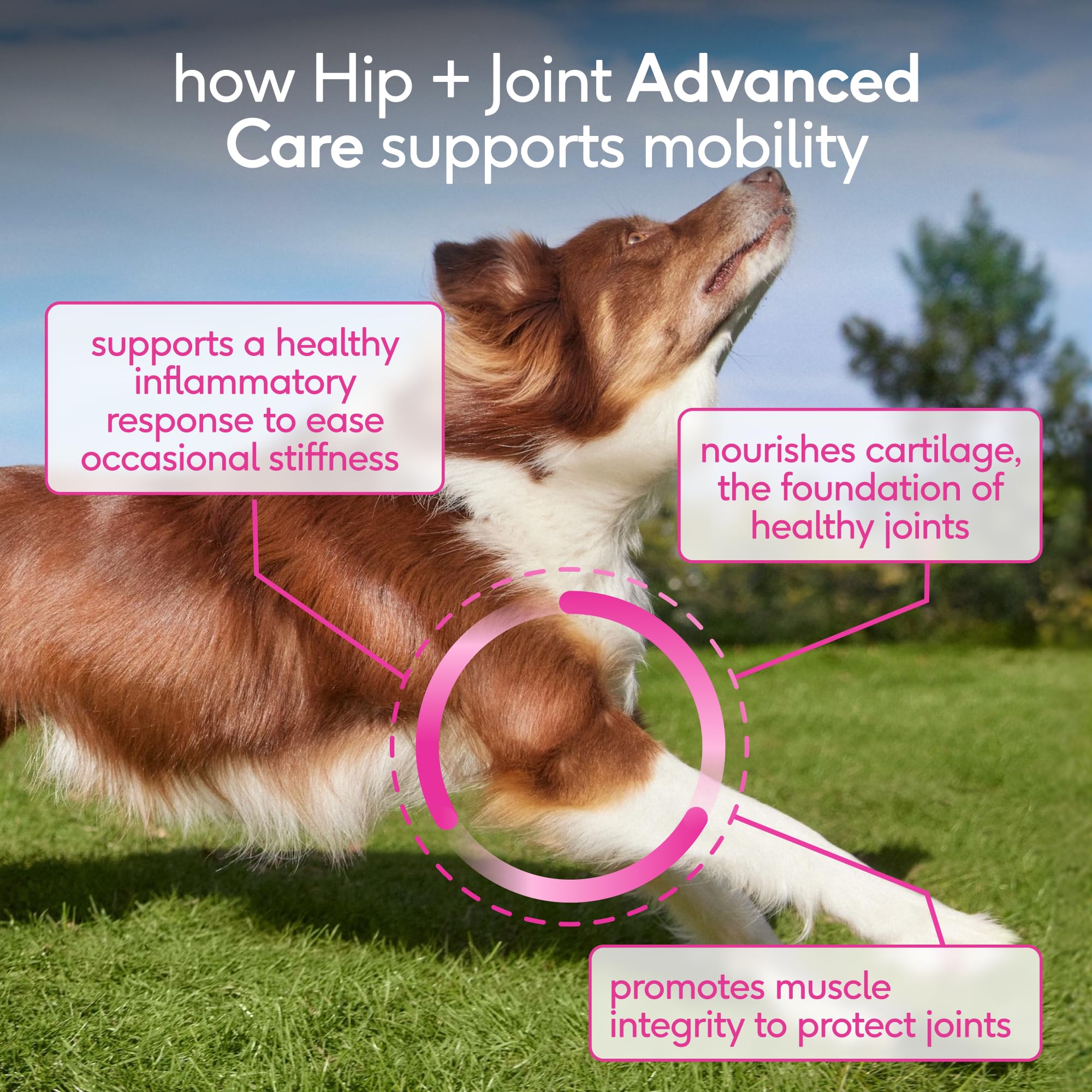 Native Pet Hip & Joint Advanced Care Green Lipped Mussel promotes healthy inflammatory response in dogs.