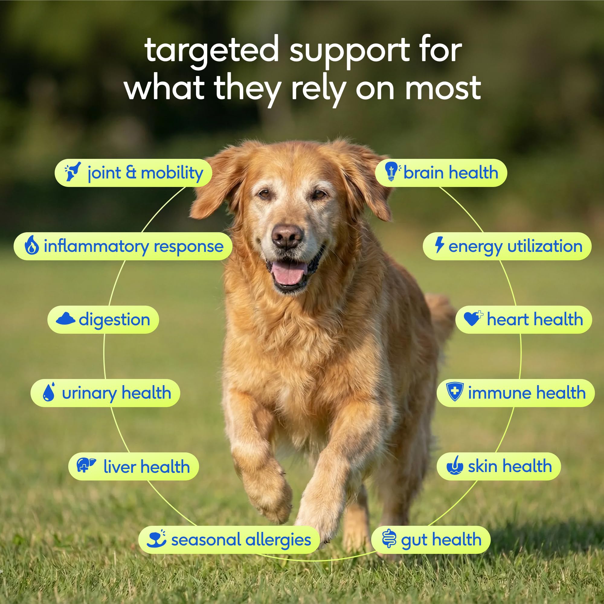 Native Pet senior multivitamin powder scoop shows convenient daily serving.