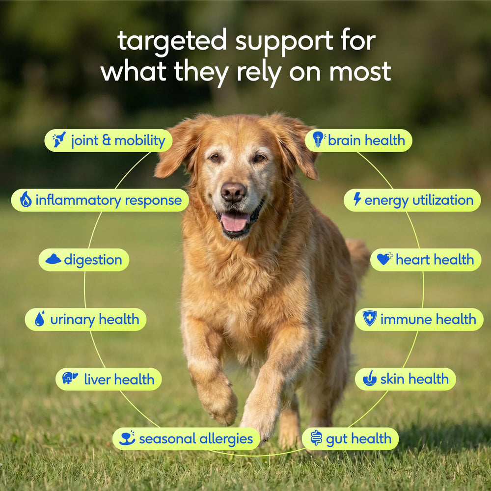 Native Pet senior multivitamin powder scoop shows convenient daily serving.