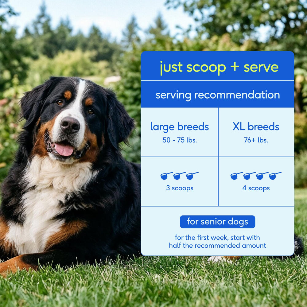 Native Pet Senior Dog Vitamins with DHA and CoQ10 benefits illustration.