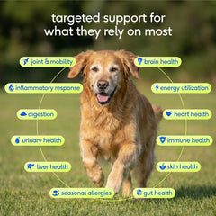 Native Pet Senior Vitamins powder scoop pouring into meal to support joints and energy.
