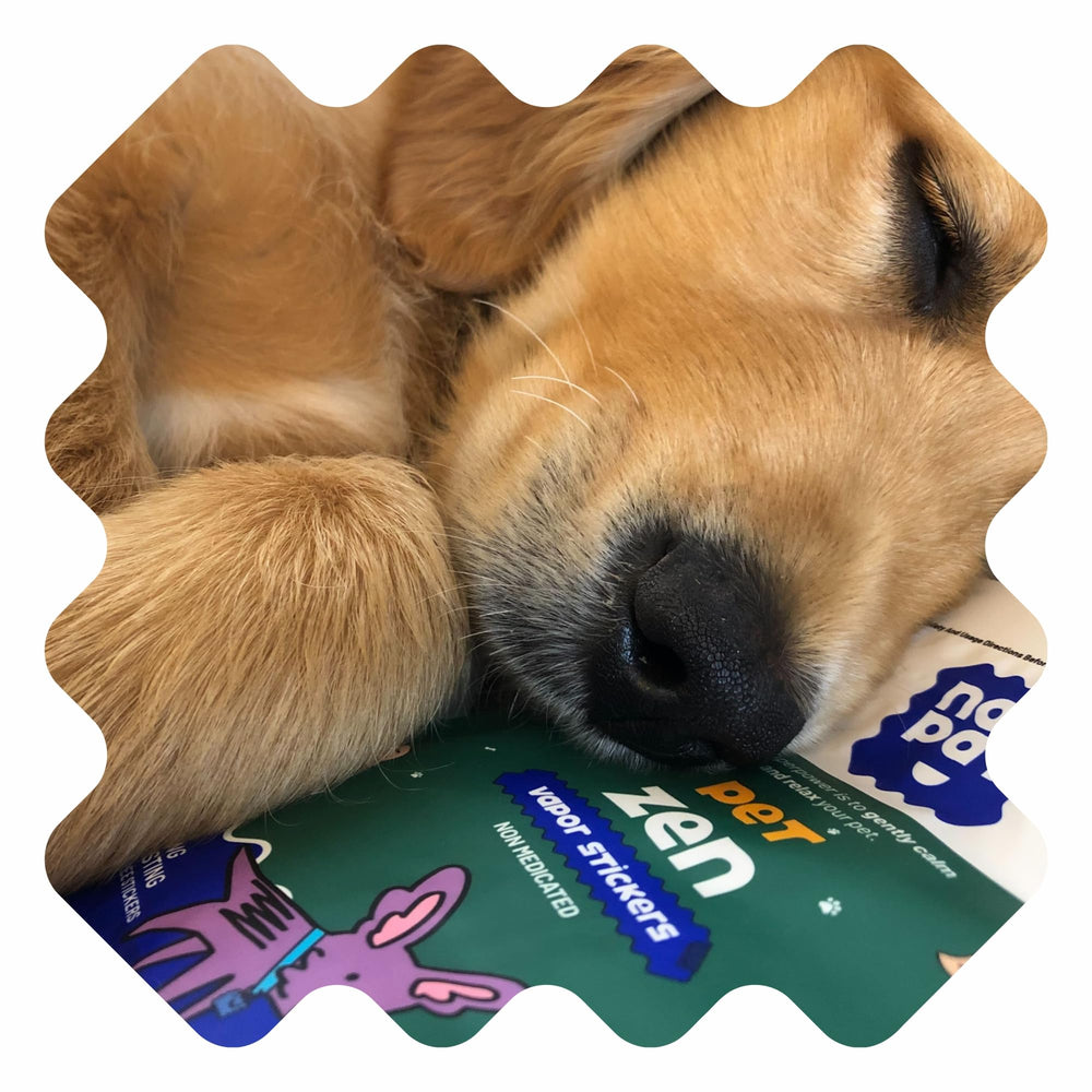 Dog at home calmly lying as NATPAT Patch helps daily calm.