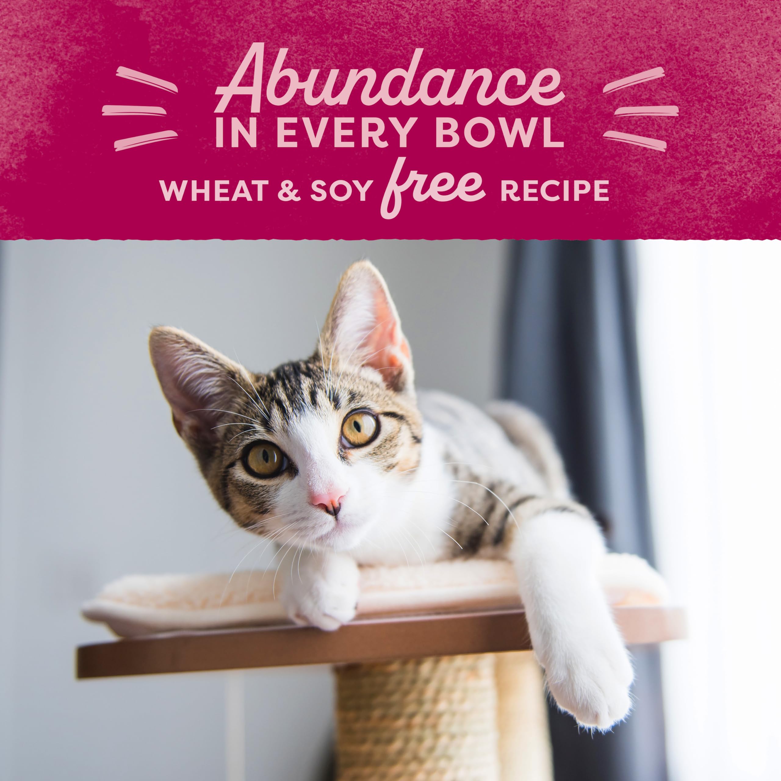 Cat contentedly eating Natural Balance Ultra Dry Cat Food from a bowl.