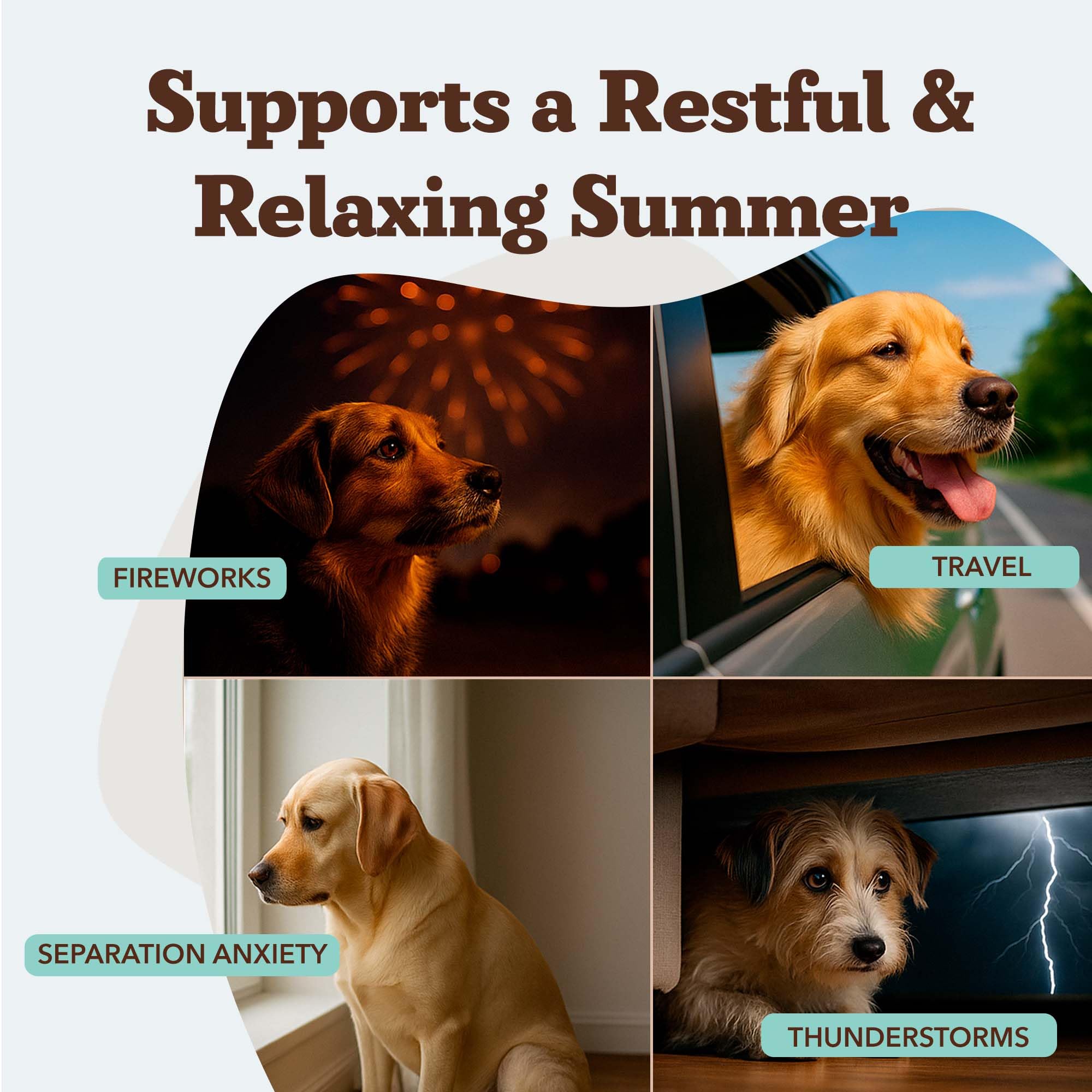 Close-up of Natural Dog Company calming chews, a palatable solution for daily calm.