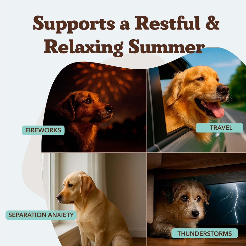Close-up of Natural Dog Company calming chews, a palatable solution for daily calm.