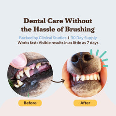 Dental powder reducing plaque and tartar for healthier teeth
