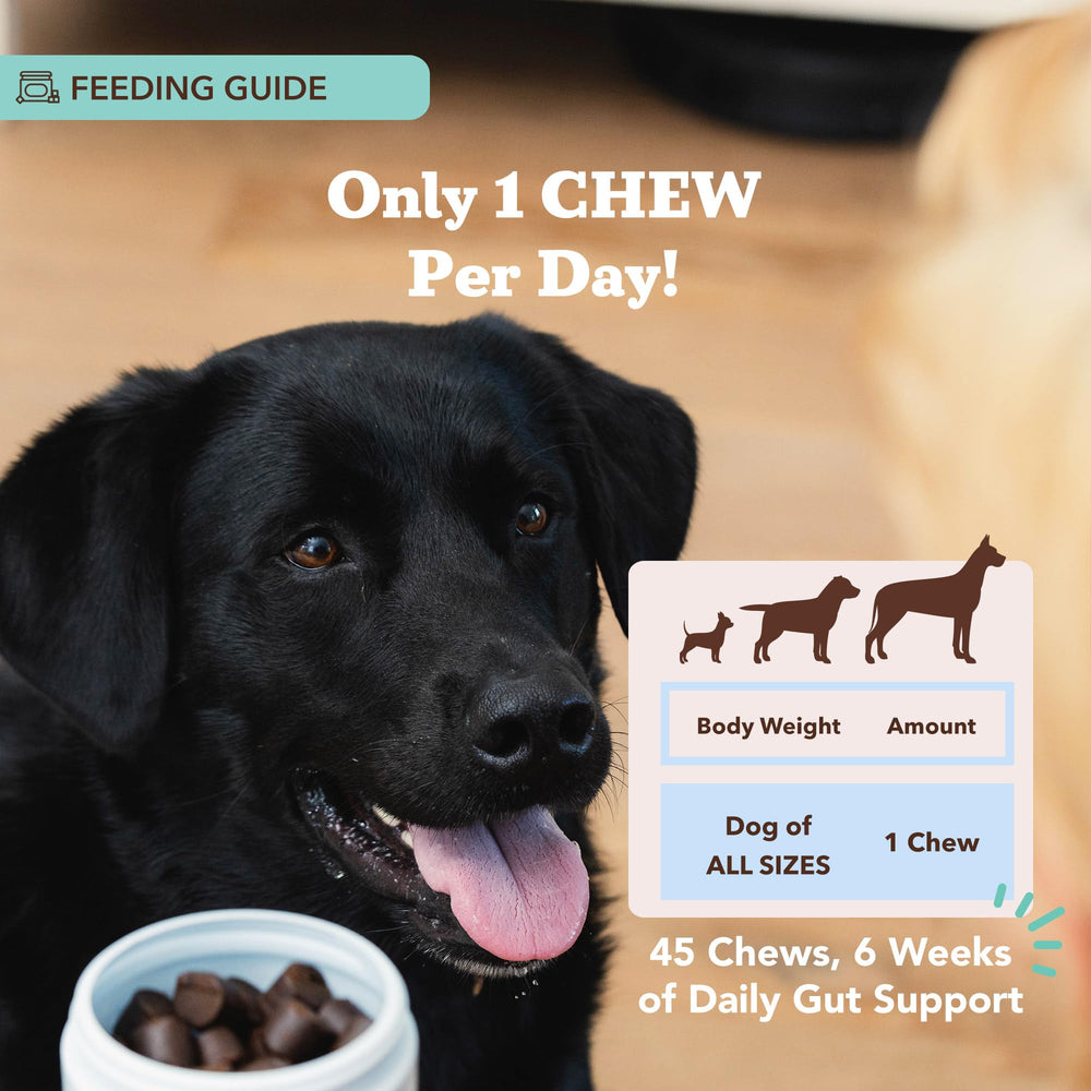 Natural Dog Company dog enjoying chew to illustrate simple daily dosing.