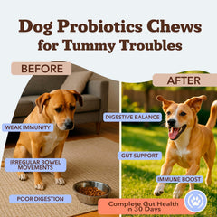 Natural Dog Company probiotic chews close-up highlights microencapsulation for digestion.