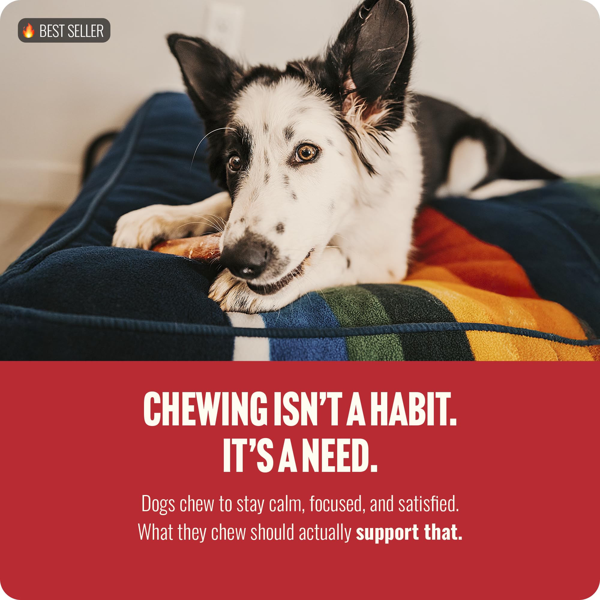 Natural Farm Bully Sticks dog-chewing in progress promotes focus and calm.
