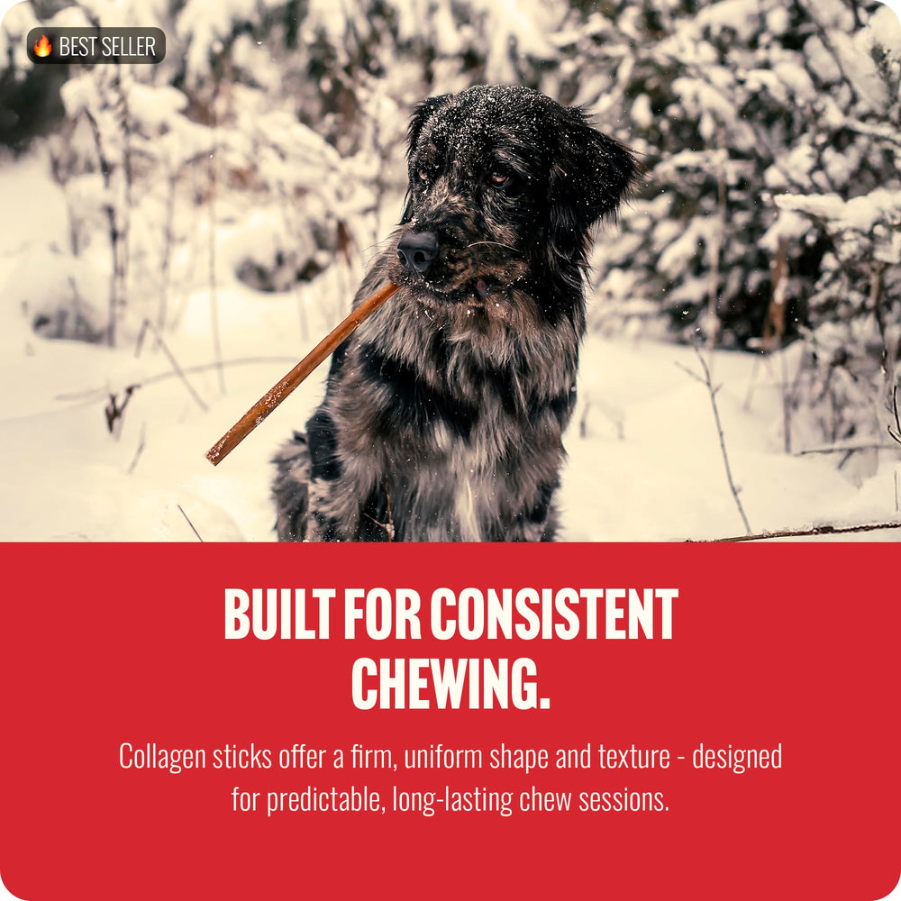 Natural Farm Collagen Dog Chews medium-dog chew session highlight.