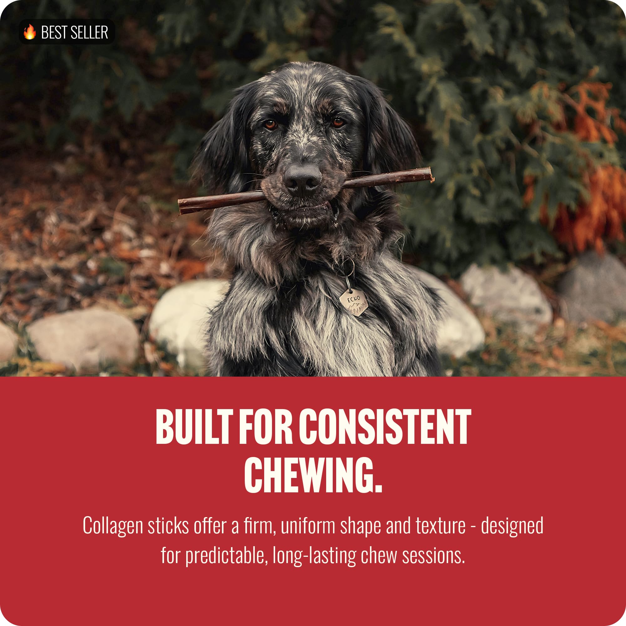 Natural Farm dog chewing action on a 6-inch collagen stick