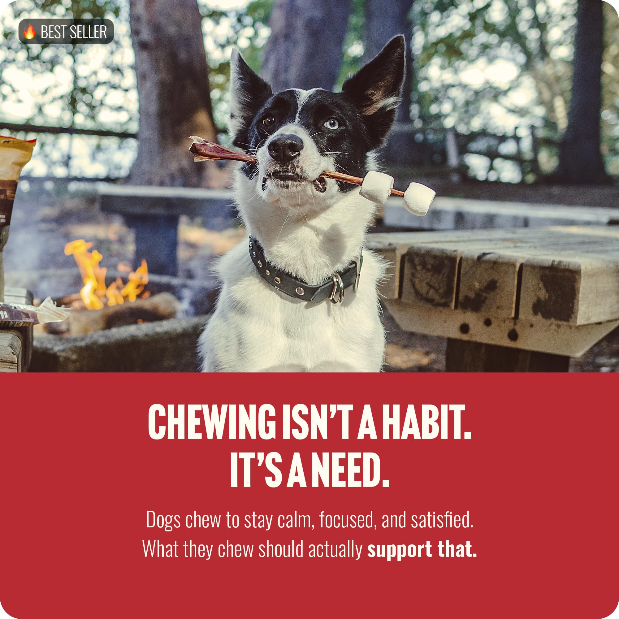 Natural Farm dog chewing pizzle 10-inch demonstrates durable yet approachable chew