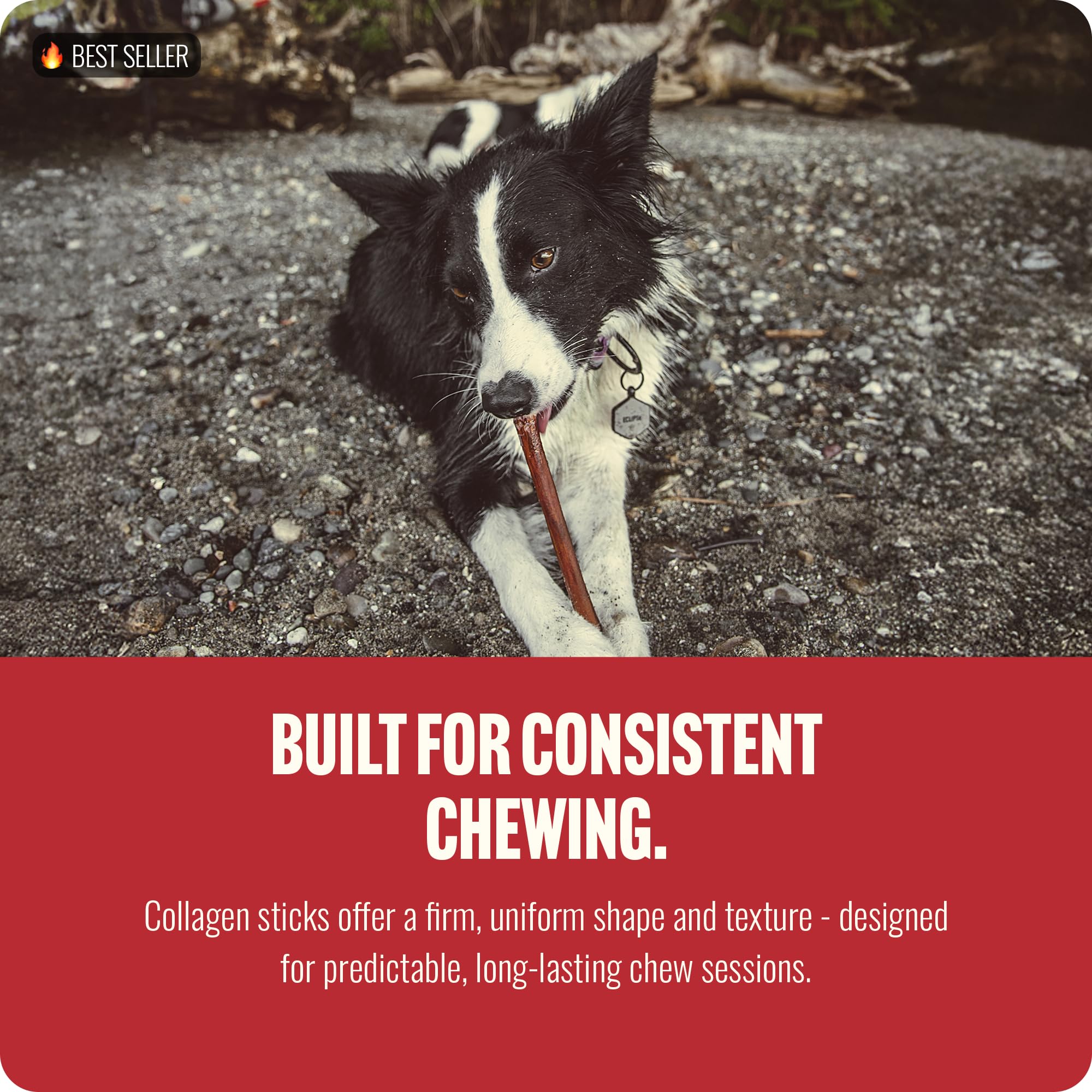 Natural Farm dog enjoying a chew time