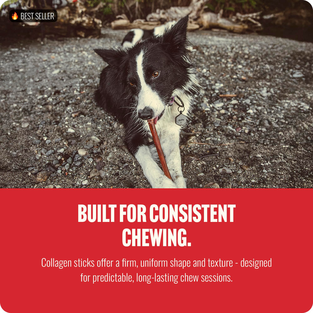 Natural Farm dog enjoying a chew time