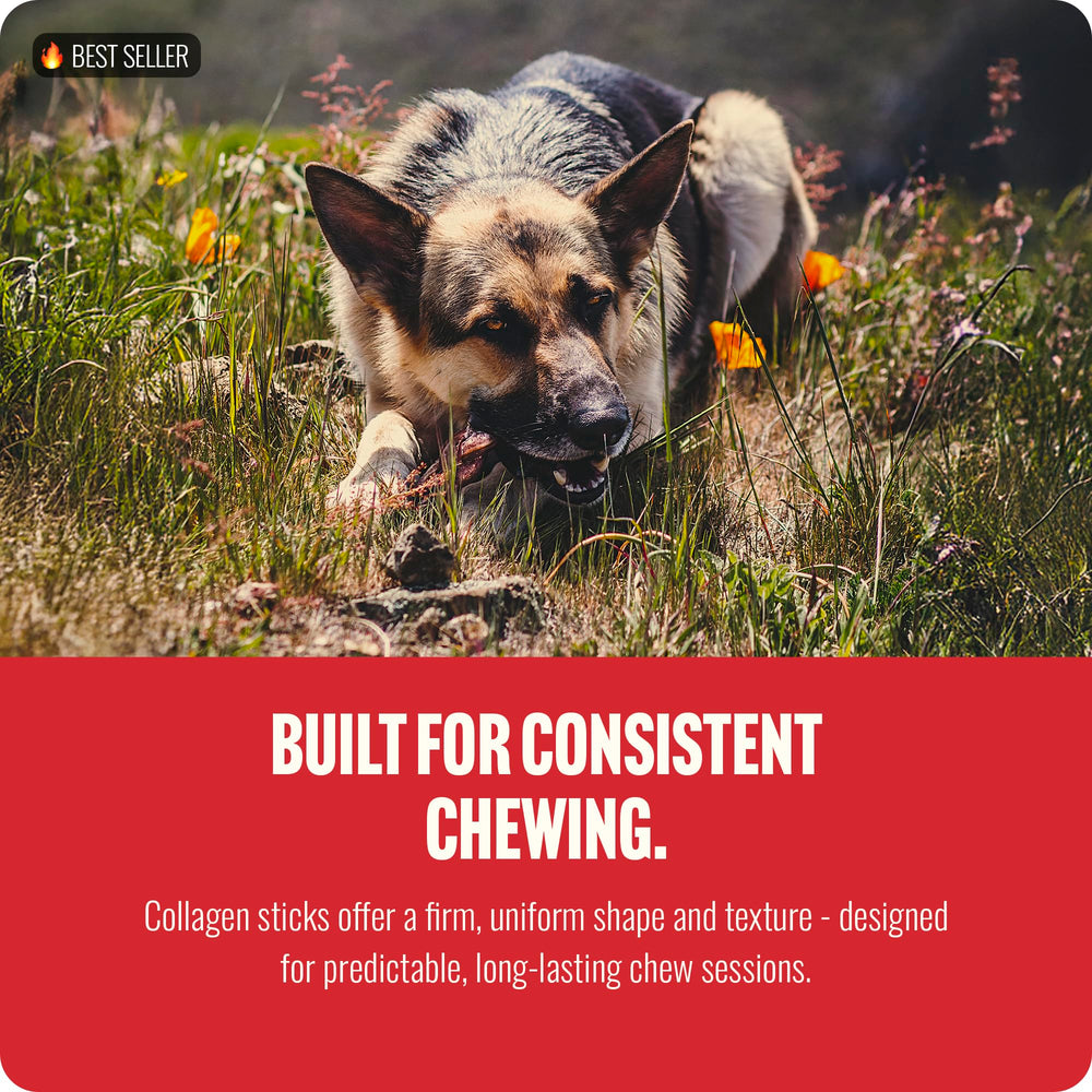 Natural Farm dog enjoying chew demonstrates engagement and entertainment during chew time