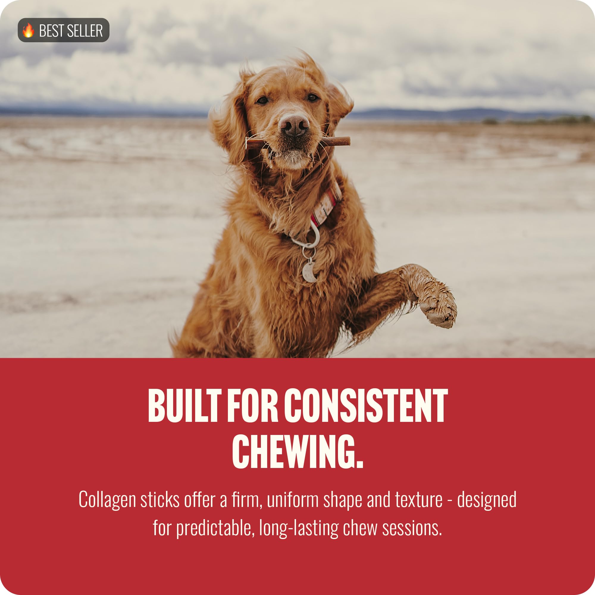 Natural Farm dog enjoying the chew during playtime.