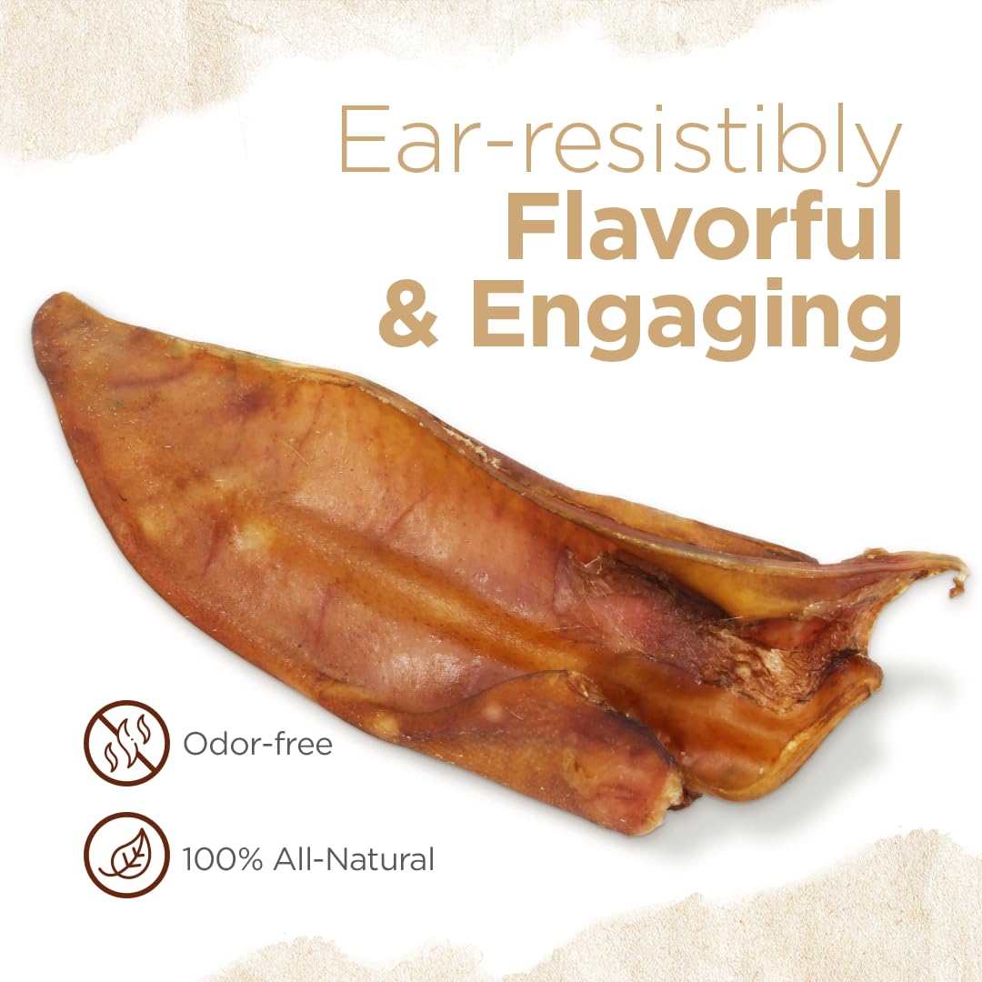 Natural Farm Half Pig Ears dog chewing action demonstrates satisfying bite and focus.