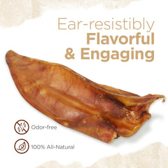 Natural Farm Half Pig Ears dog chewing action demonstrates satisfying bite and focus.