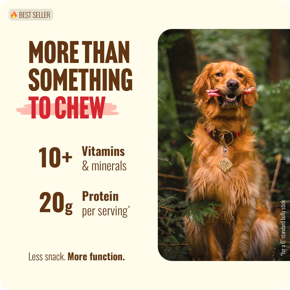 Natural Farm odor-free bully sticks in use for dog chewing and dental support.