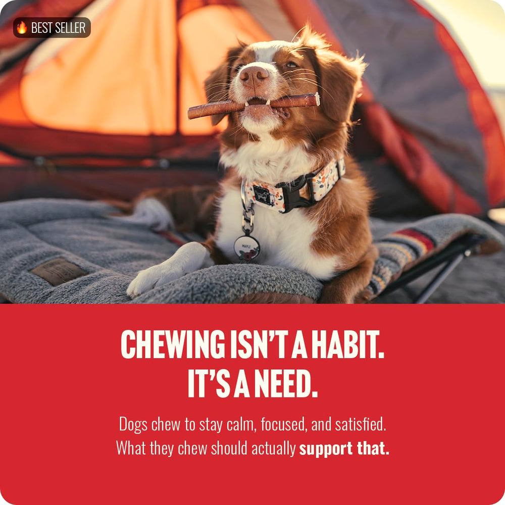 Natural Farm Odor-Free Bully Sticks dog-chewing action demonstrates durable beef chews.