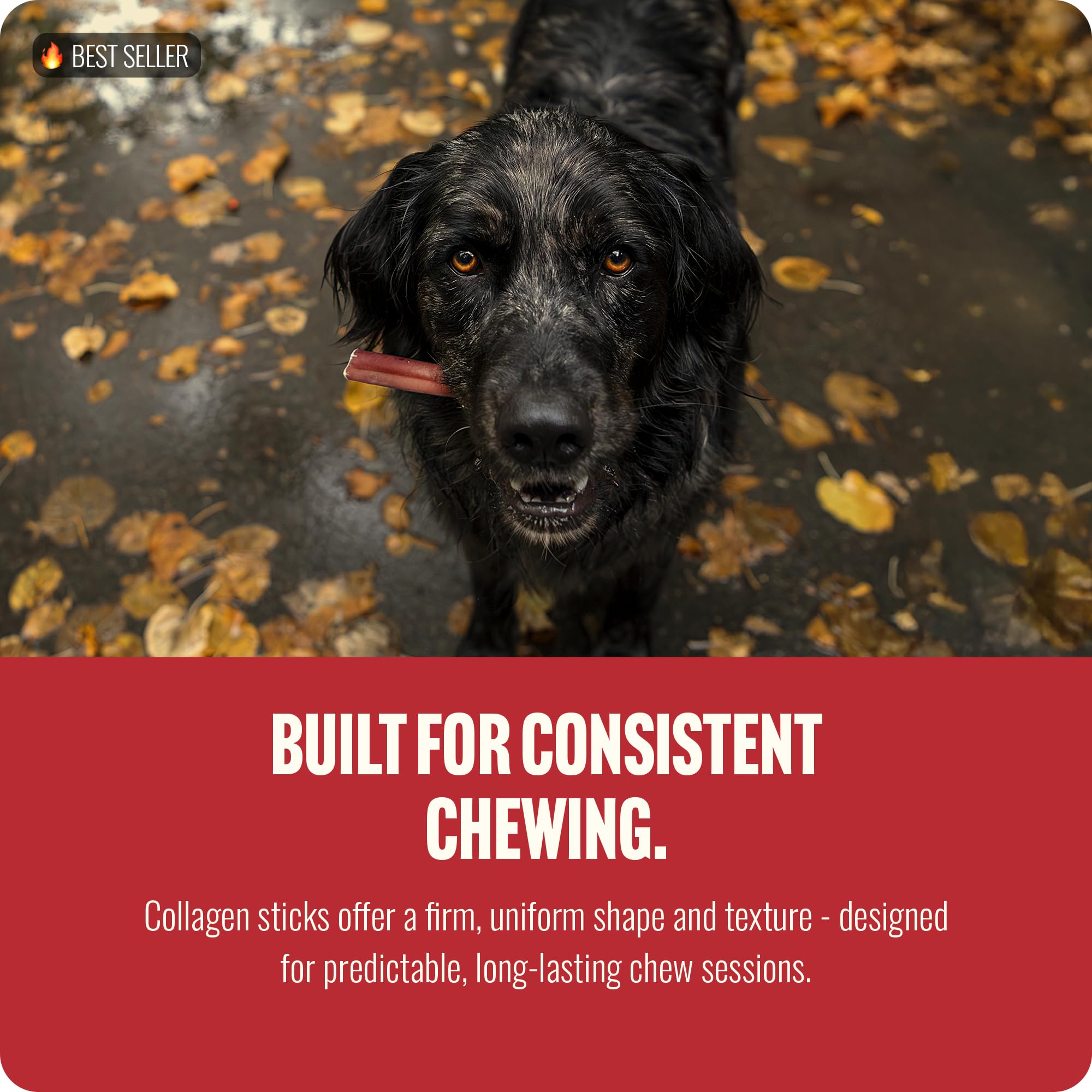 Single-ingredient Natural Farm chew from 100% Angus beef skin label visible.