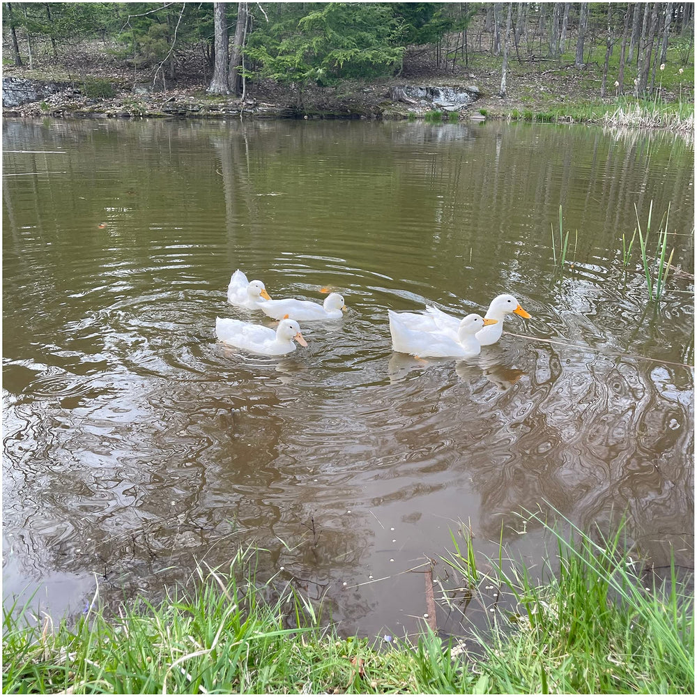 Natural Waterscapes float-duration of pellets stays afloat for long time.
