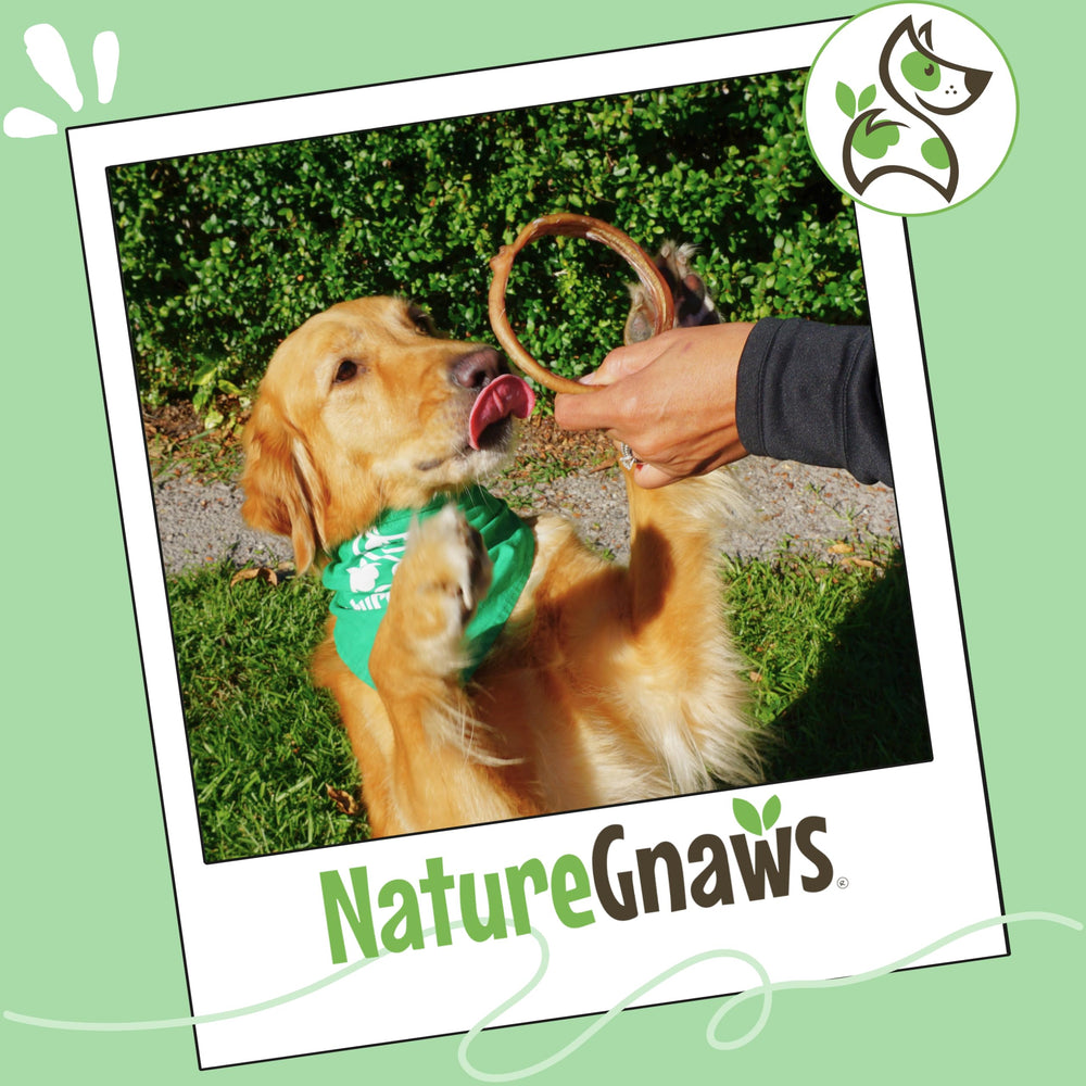 Nature Gnaws beef chew rings savor scent appealing to dogs during chew time.