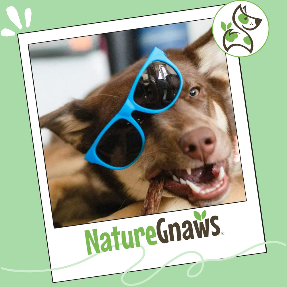 Rawhide-free nature of Nature Gnaws Beef Gullet Sticks offers a safe daily chew option.