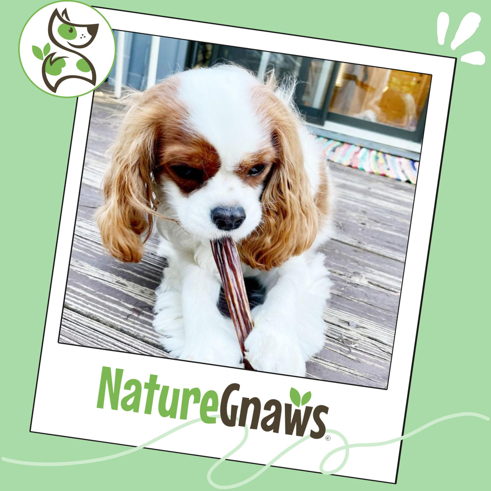 Beef flavor of Nature Gnaws Gullet Sticks invites regular chews.