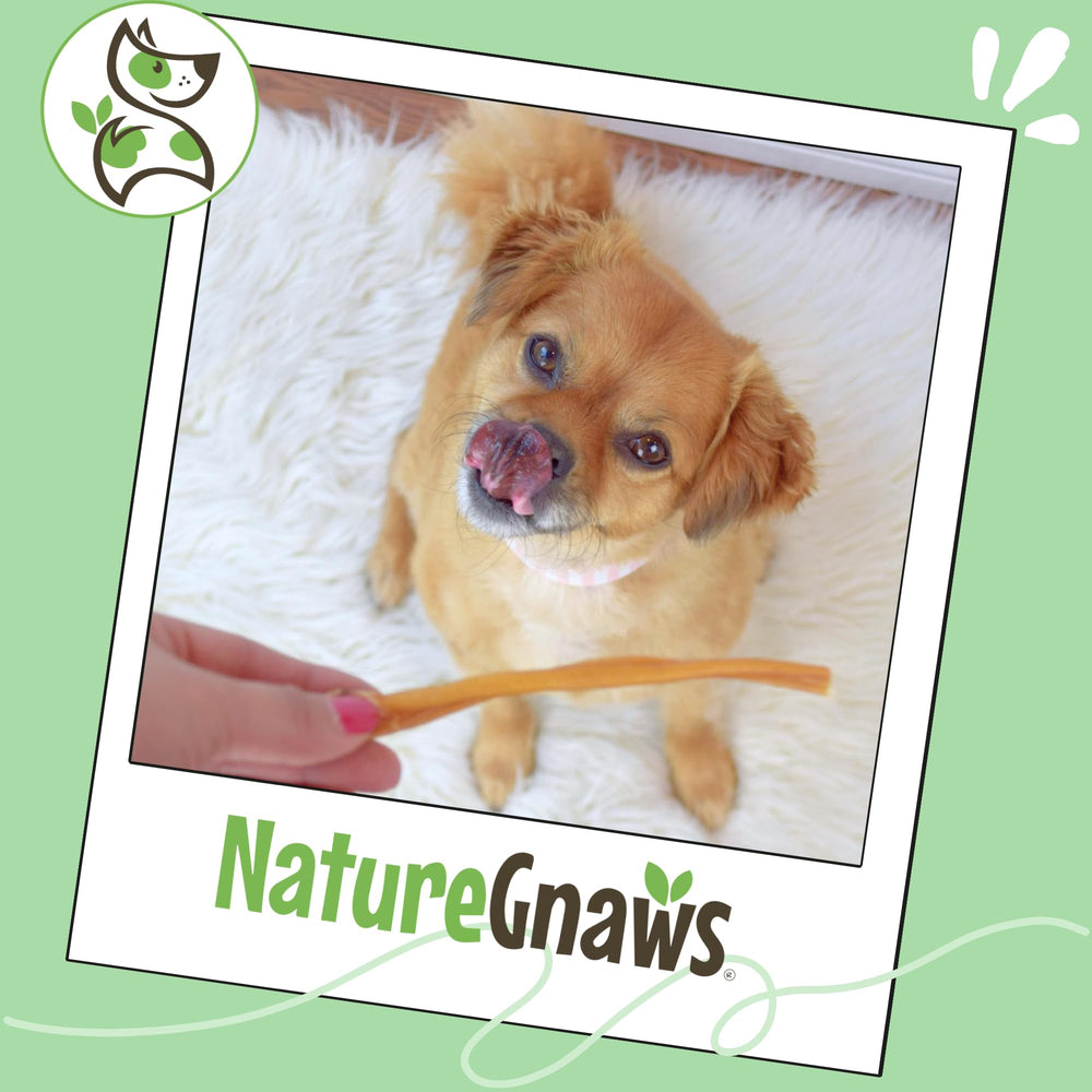 Nature Gnaws beef pizzle single-ingredient chew with natural aroma