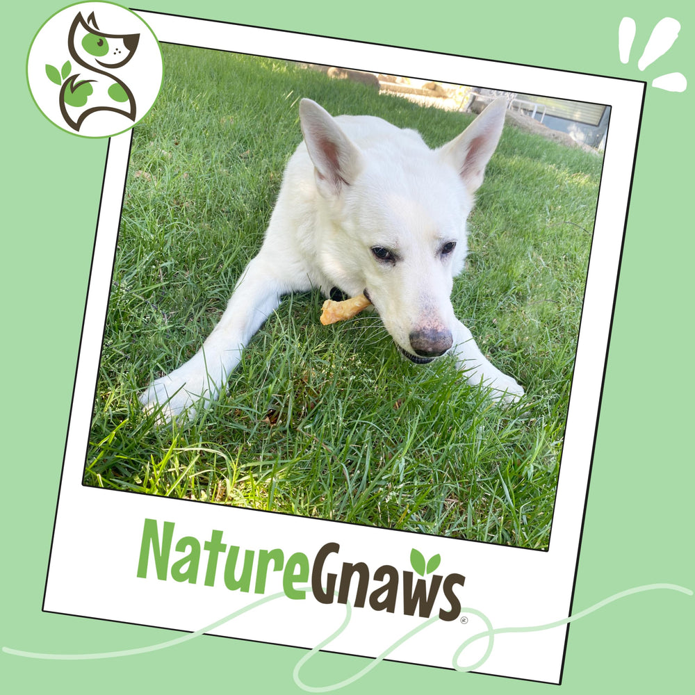 Nature Gnaws packaging highlights responsibly sourced ingredients.