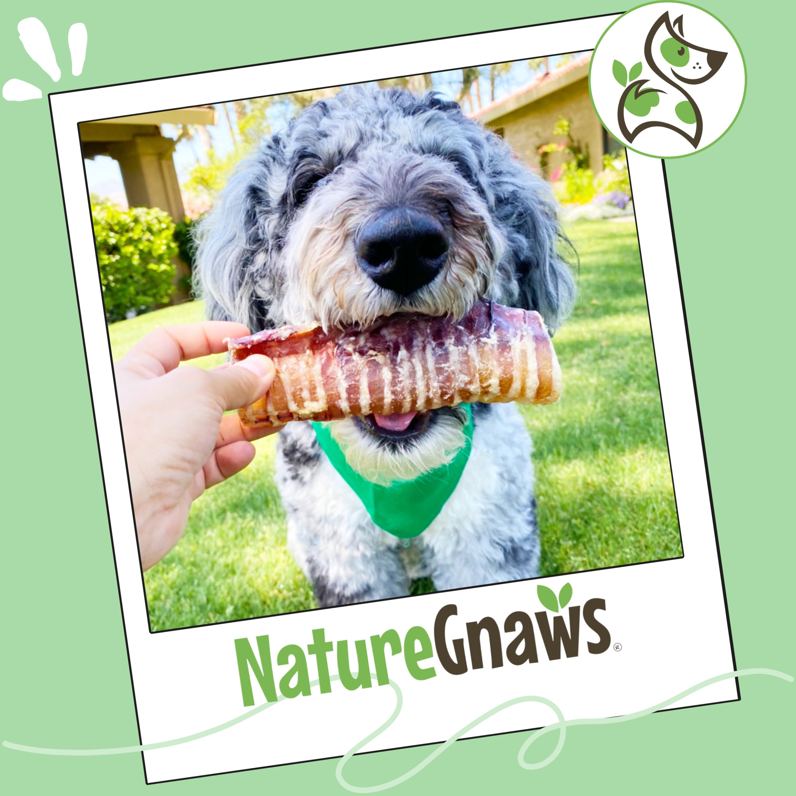 12-count display of Nature Gnaws beef trachea chews for dogs.
