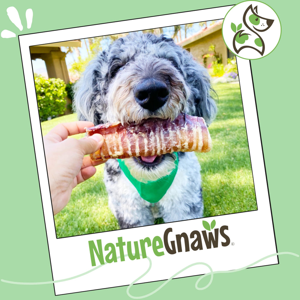 12-count display of Nature Gnaws beef trachea chews for dogs.