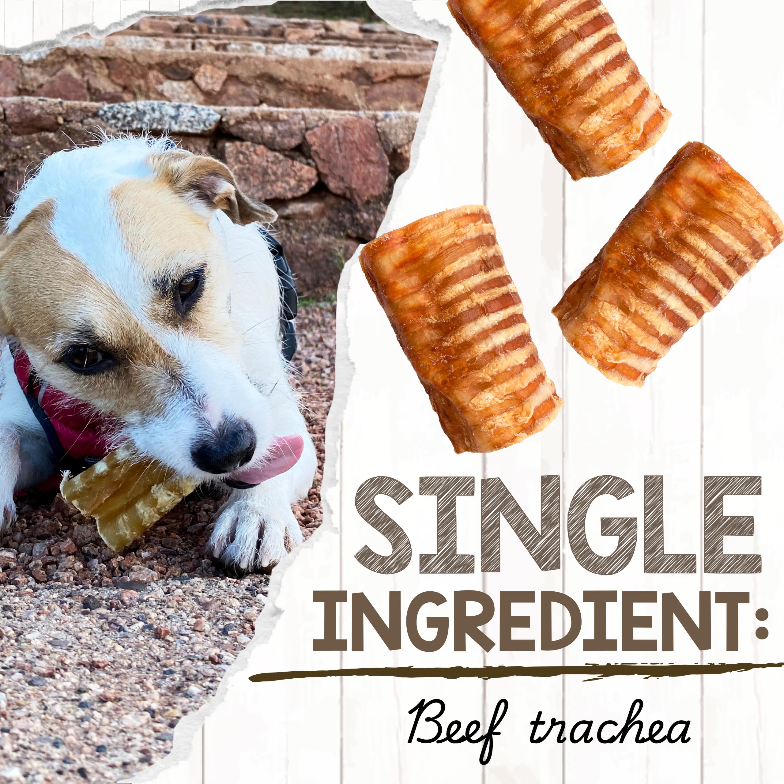 Nature Gnaws beef trachea chews for dogs in action during chew time.