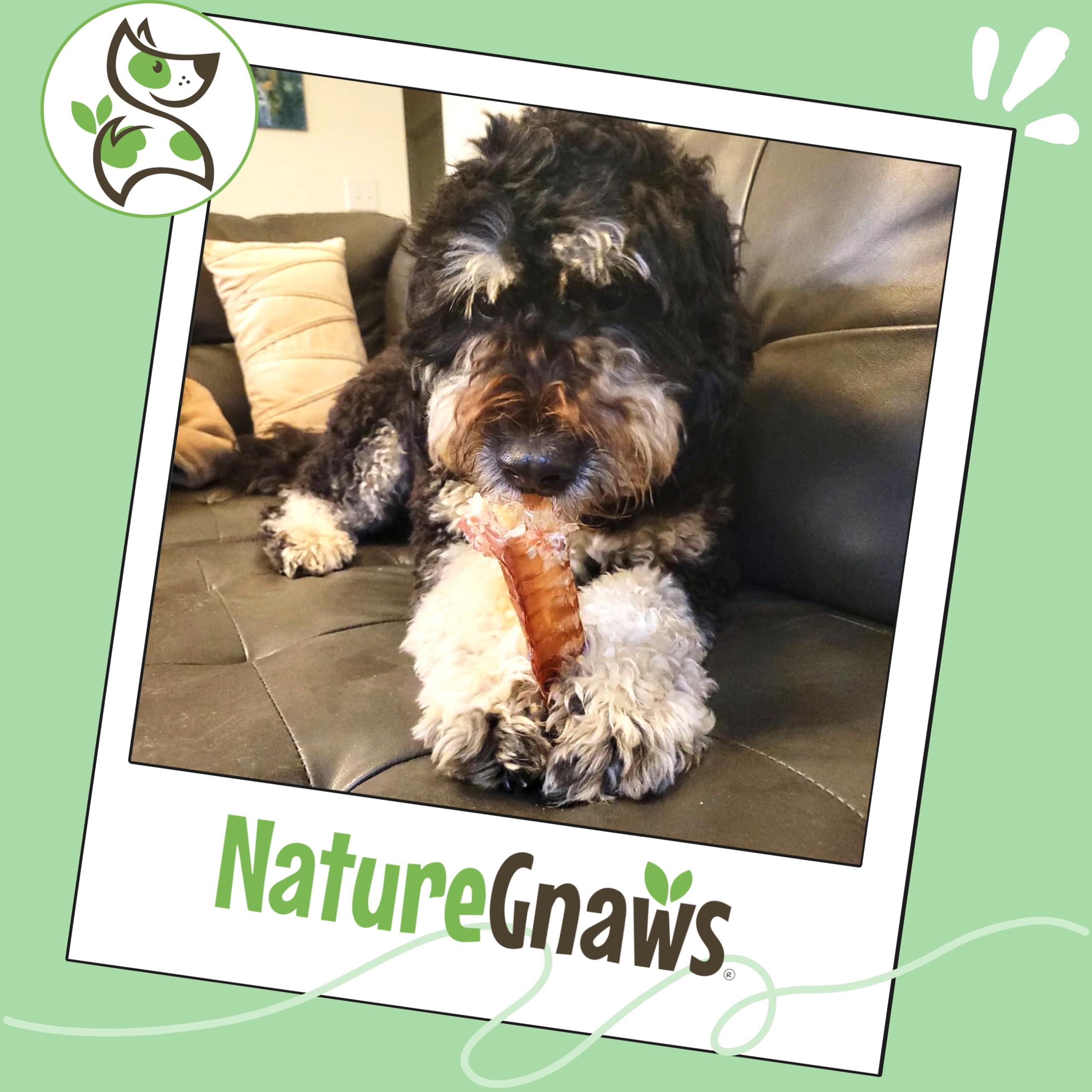 Nature Gnaws 6-count beef trachea chews, wholesome dog snack.