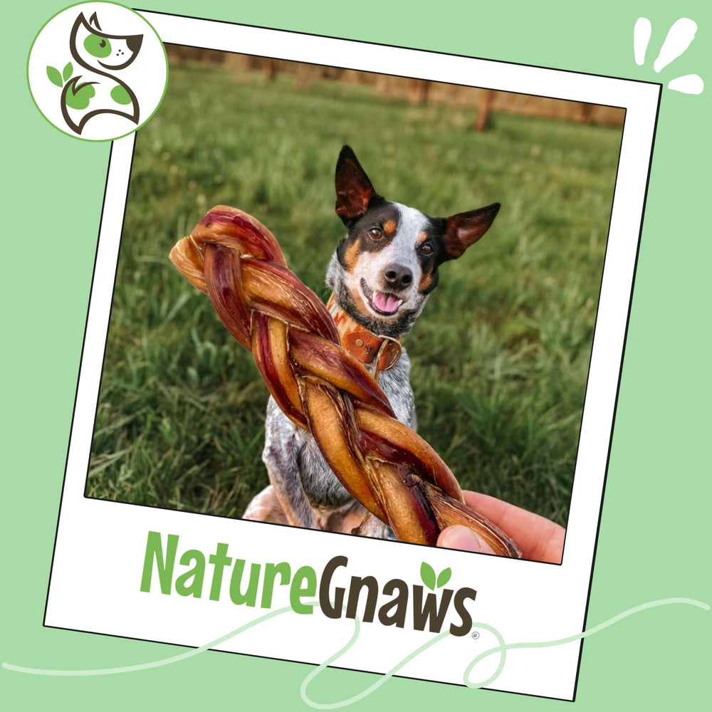 Nature Gnaws Braided Bully Sticks beef flavor entices natural chewing sessions.