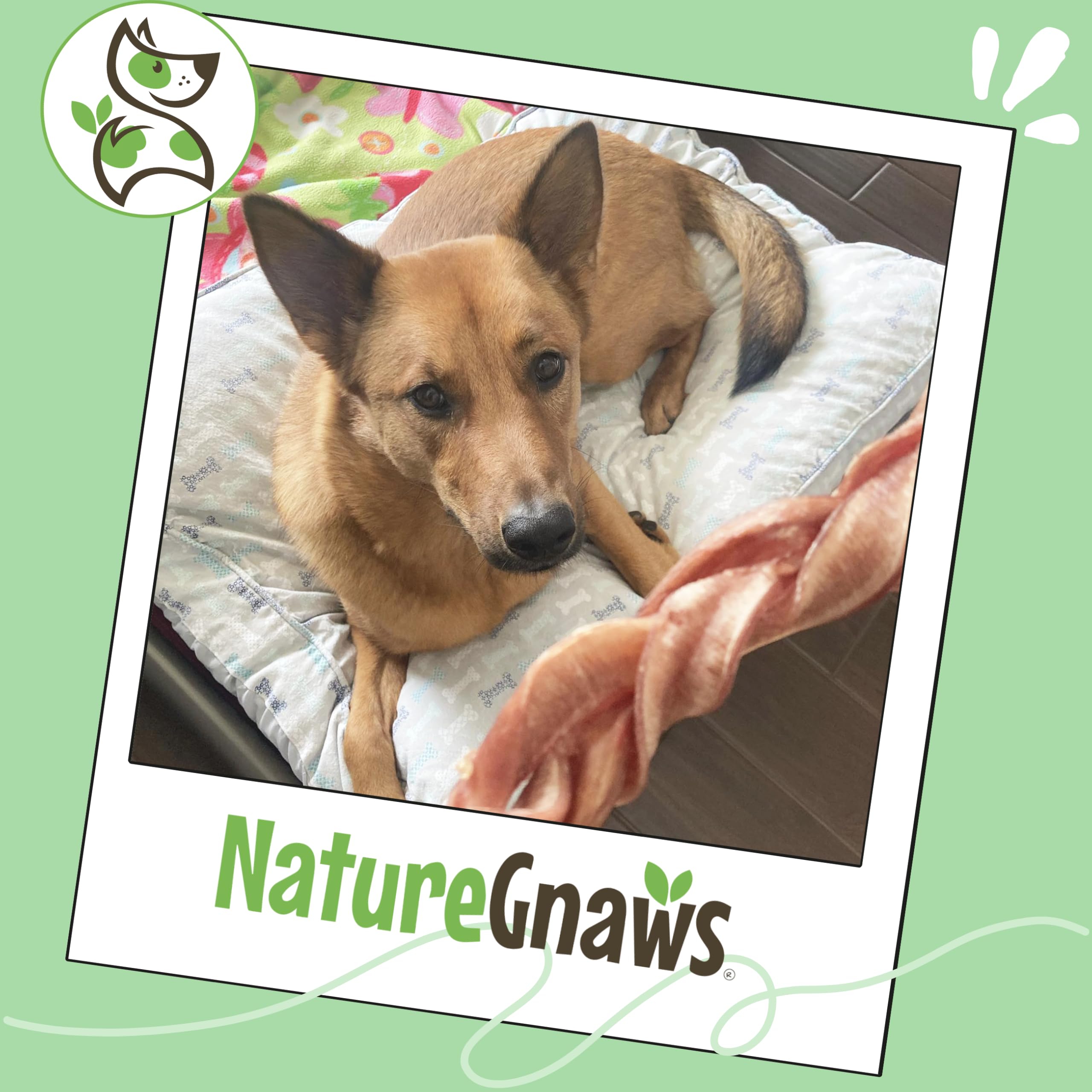 Nature Gnaws braided pork bully sticks rawhide-free; natural alternative chew