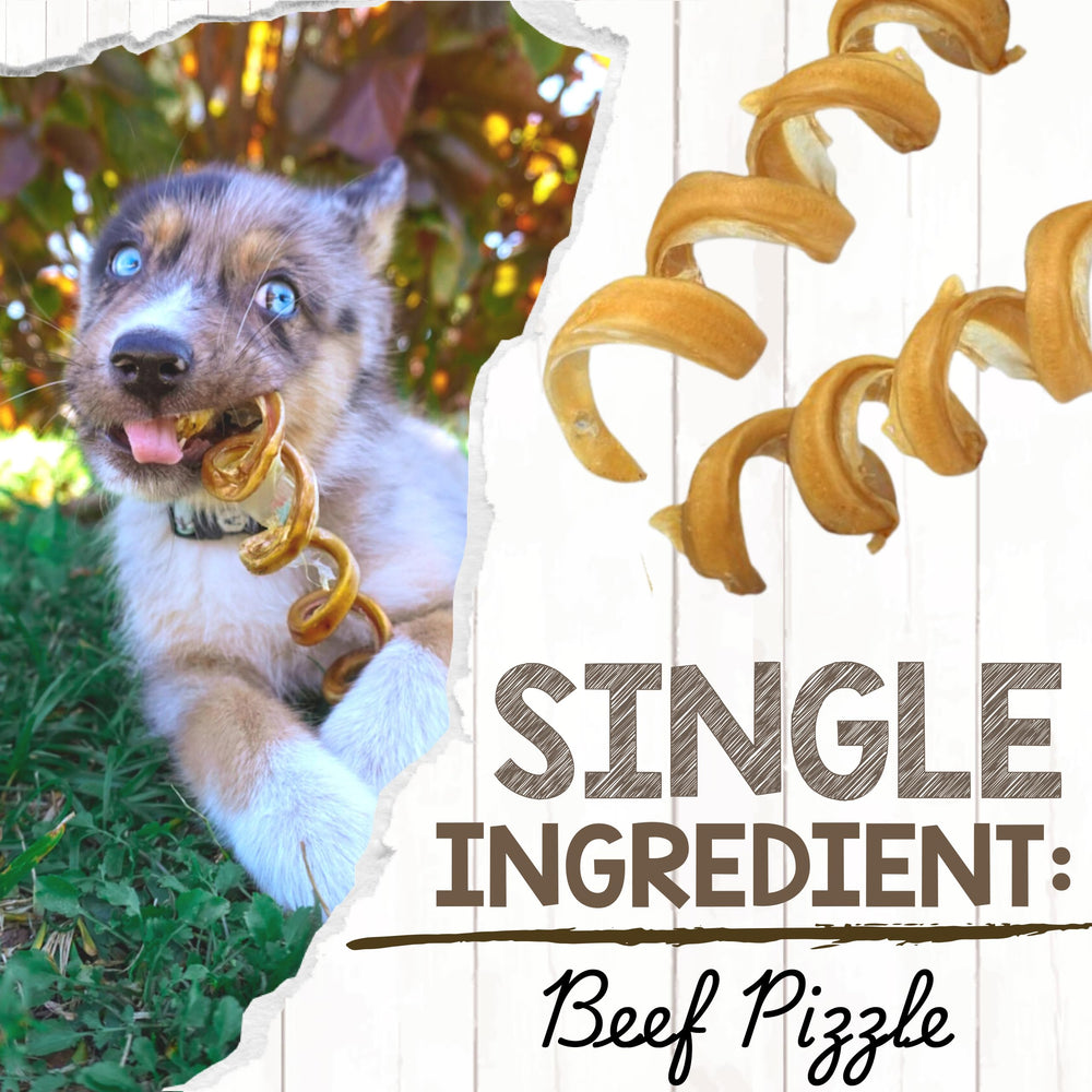 Nature Gnaws Bully Stick Springs dog-chewing action highlights a durable chew