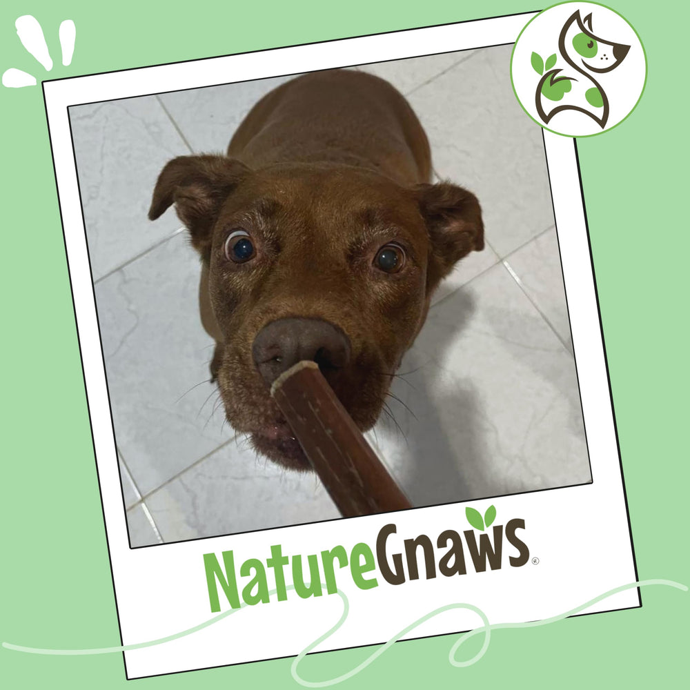 Nature Gnaws Bully Sticks 1lb bag; convenient bulk pack.