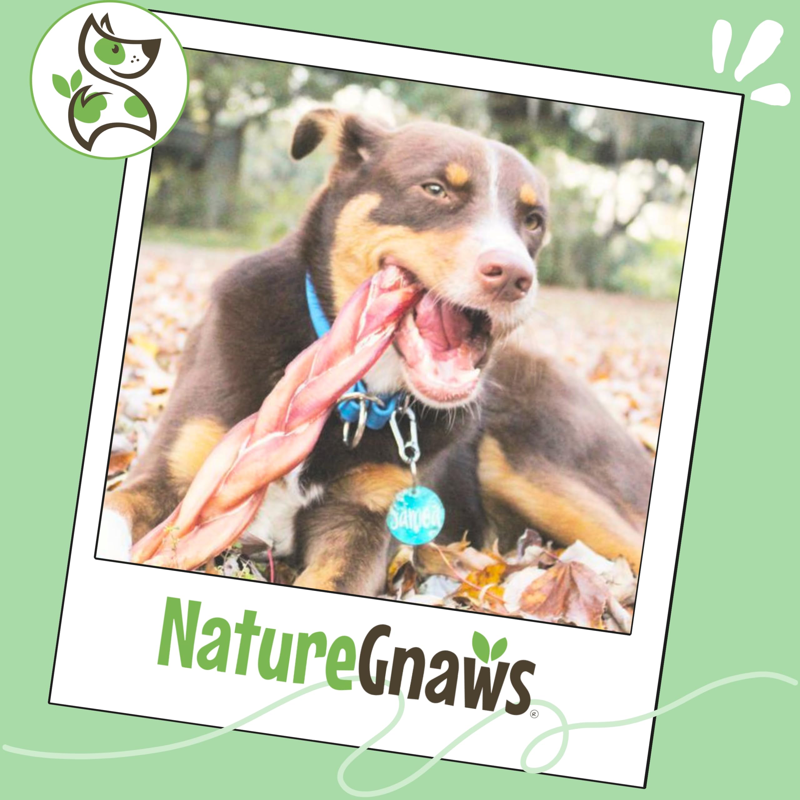 Nature Gnaws gluten-free and grain-free bully sticks suit sensitive pups.