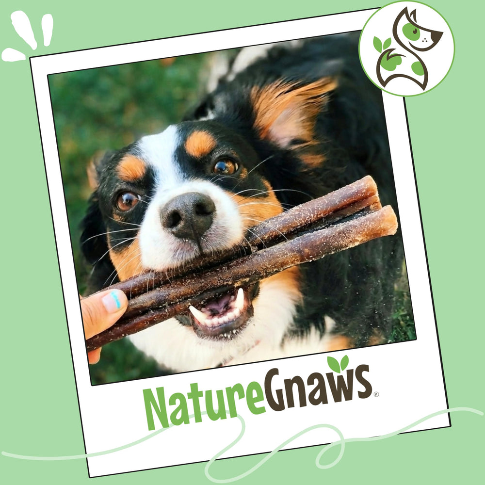 Six-inch Nature Gnaws collagen sticks fit medium breeds