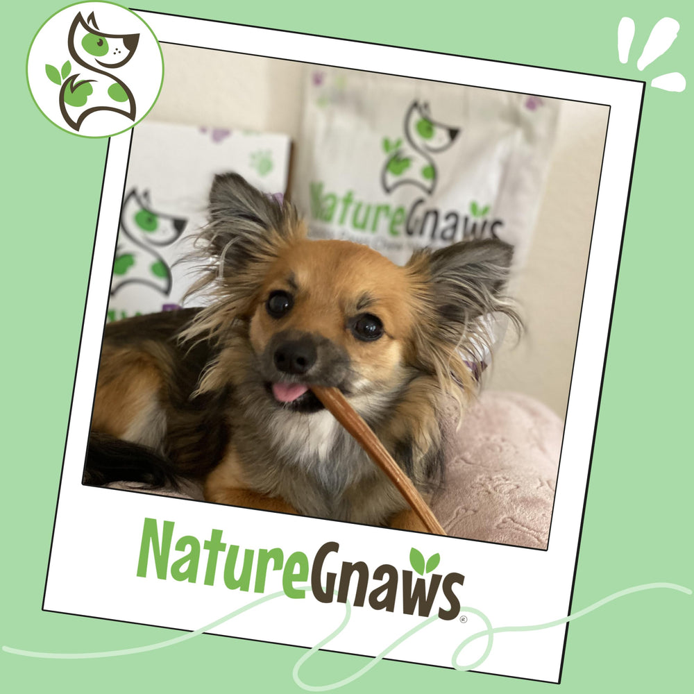 Nature Gnaws dental chews support healthy chewing habits and satisfaction