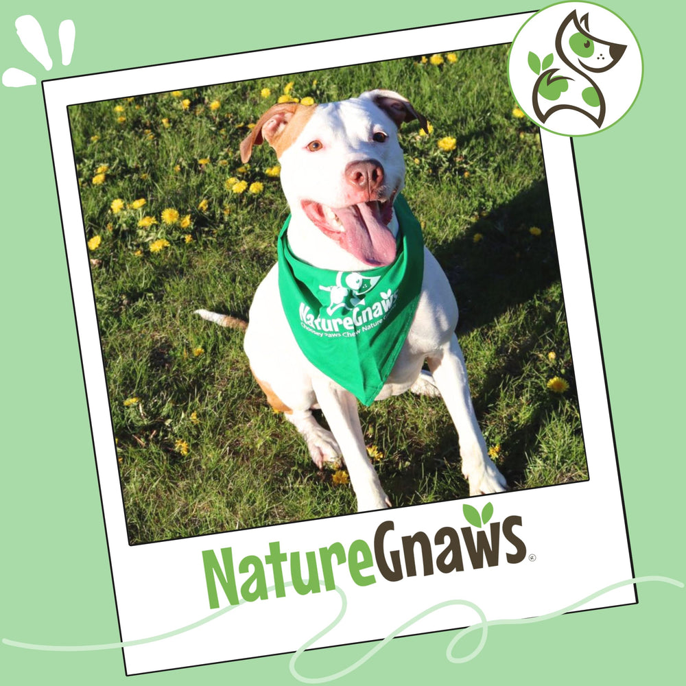 Nature Gnaws dog chew training reward closeup perfect for training sessions.