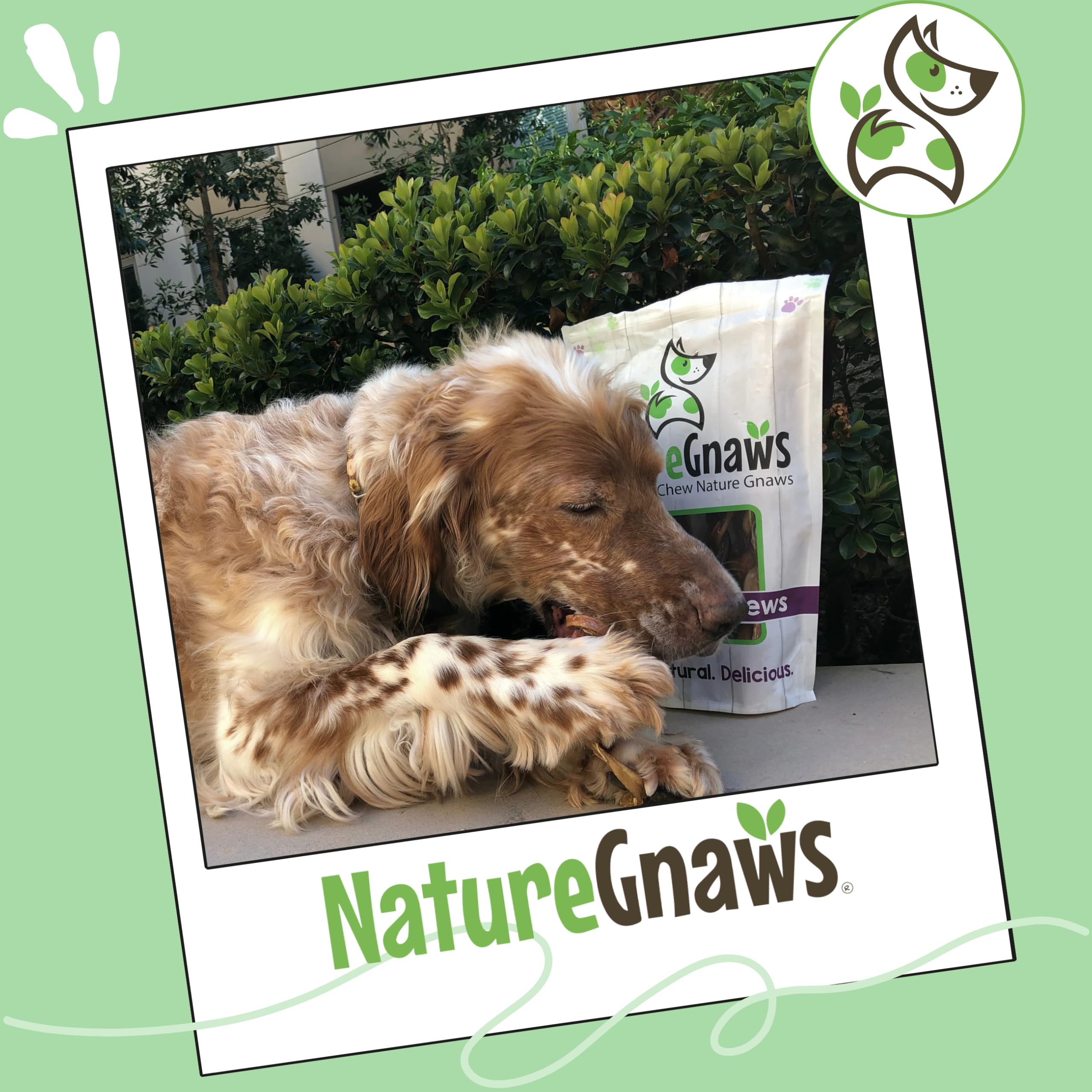 Nature Gnaws dog chewing scene with variety pack