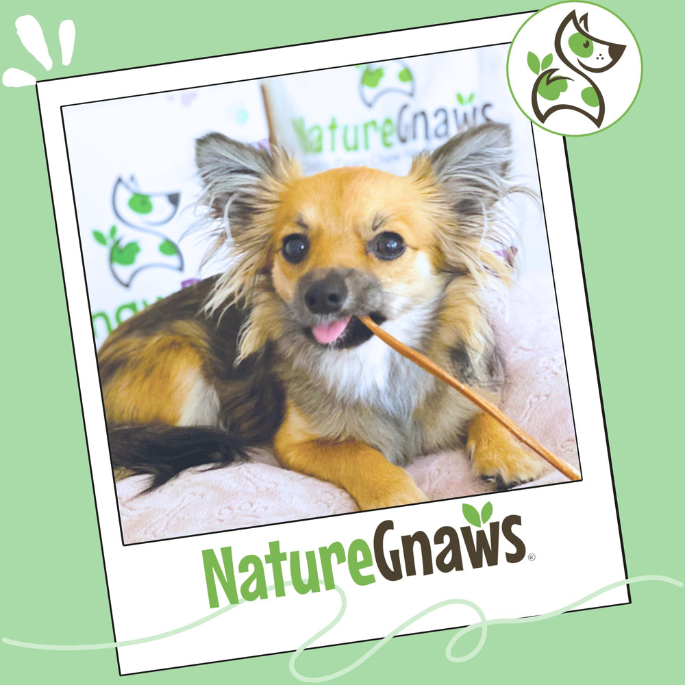 Nature Gnaws dog snack in bowl, ready for quick treats