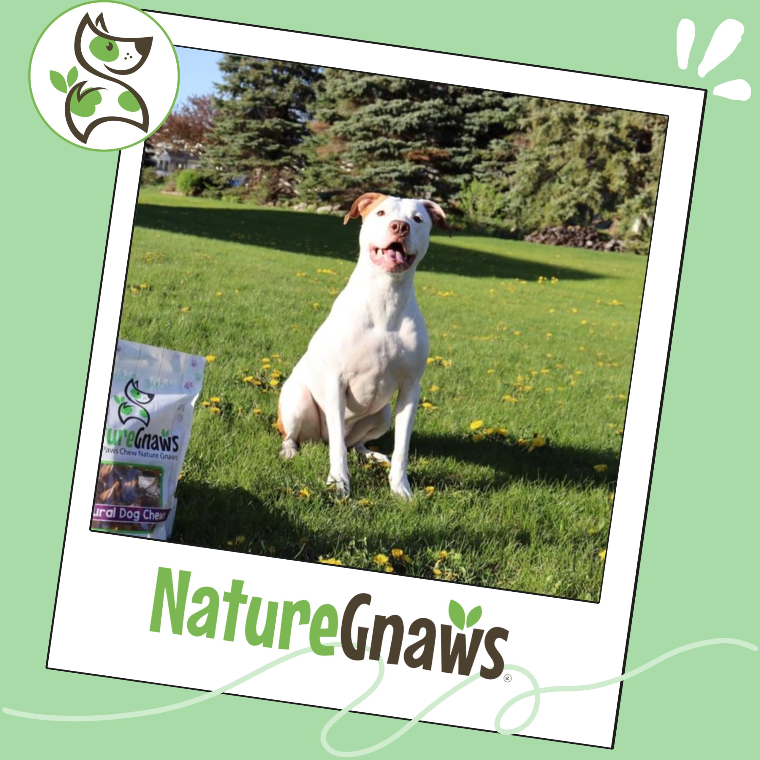 Nature Gnaws natural beef chews 5-6 inch, savory scent dogs enjoy.