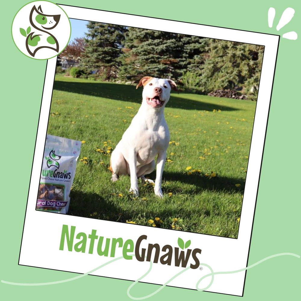 Nature Gnaws natural beef chews 5-6 inch, savory scent dogs enjoy.