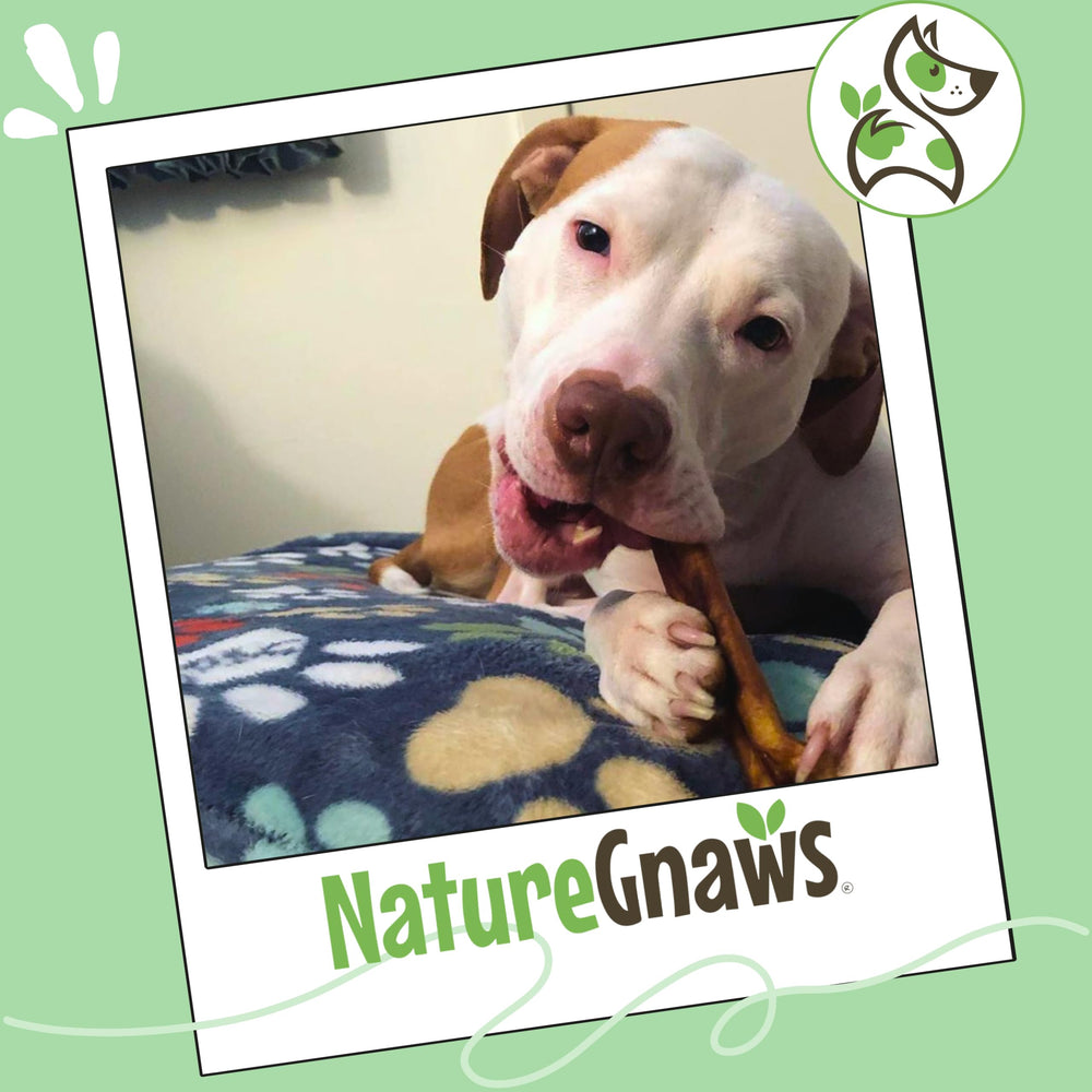 Nature Gnaws large-breed chews 5-6 inch, satisfying long-lasting entertainment.