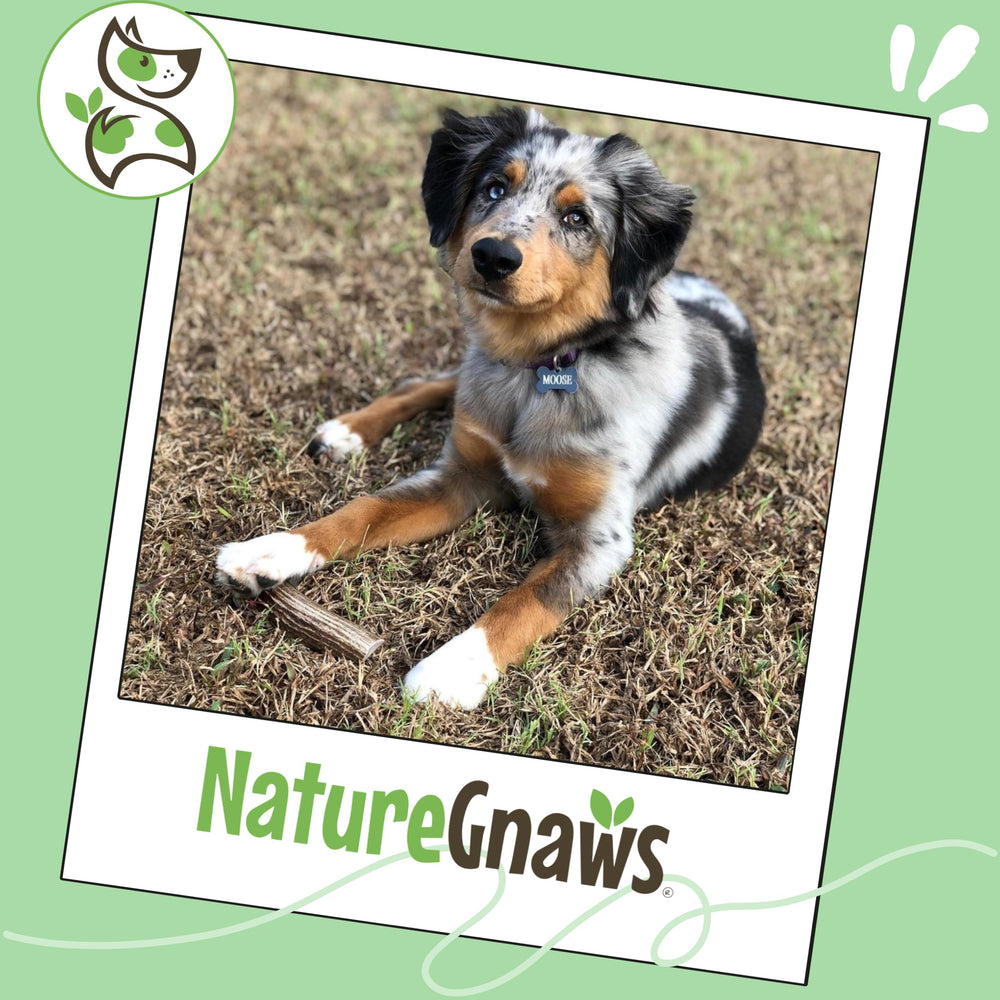 Nature Gnaws family-owned brand offers 100% natural dog chews and treats.